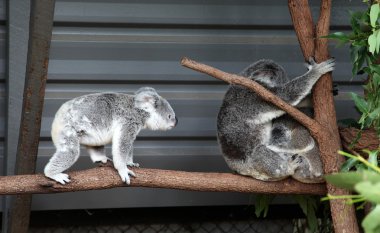 Koala