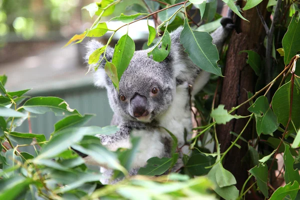 Koala — Stockfoto