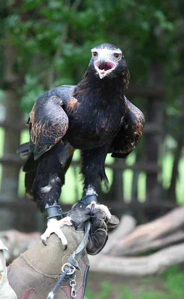 Águila —  Fotos de Stock