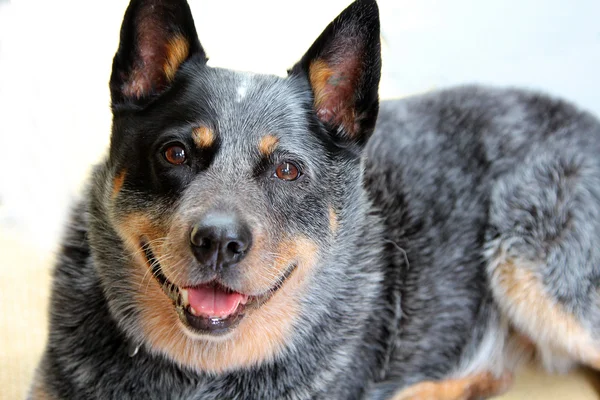 Blue Heeler — Stock Photo, Image