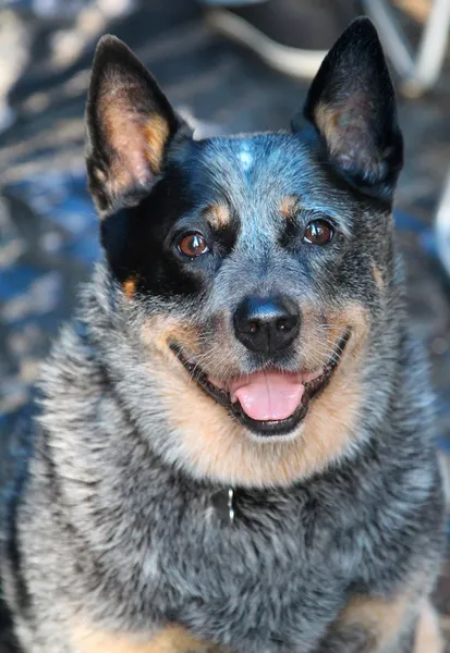 Blauer Absatz — Stockfoto