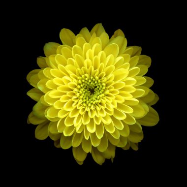 Siyah arkaplanda sarı kasımpatı