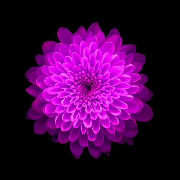 Фіолетова хризантема на чорному тлі — стокове фото