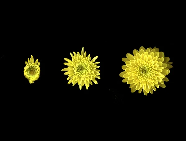 Chrysanthème jaune sur fond noir — Photo