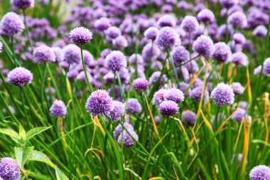 sarımsak çiçekler