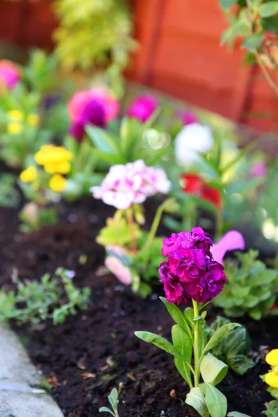 Łóżko ogród kwiatów geranium — Zdjęcie stockowe