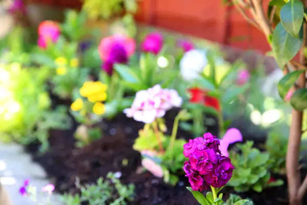 Łóżko ogród kwiatów geranium — Zdjęcie stockowe