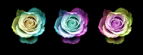 Rosas multicolores aisladas sobre fondo negro —  Fotos de Stock