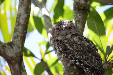 sarımsı kahverengi kurbağa ağız