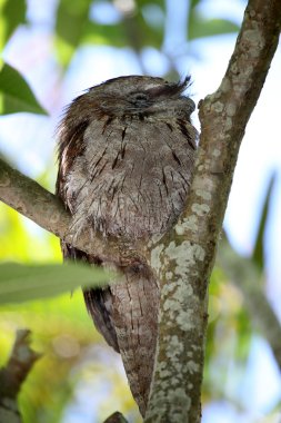 sarımsı kahverengi kurbağa ağız