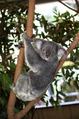 Koala clipart