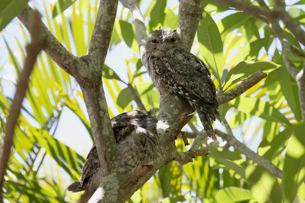 Tawny kikker mond — Stockfoto