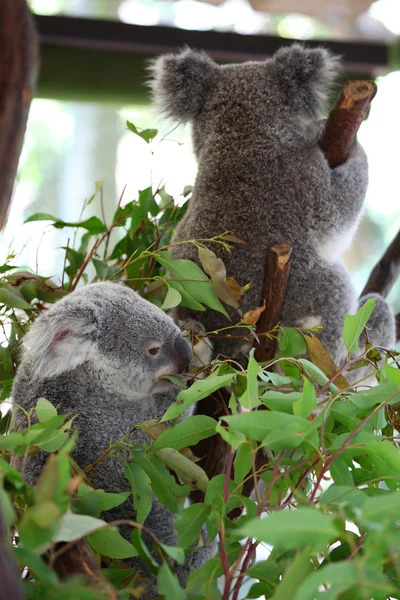 Koala — Stockfoto