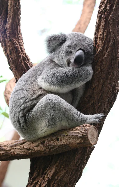 Koala — Zdjęcie stockowe