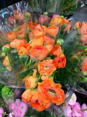 Parlak sarı, kırmızı, pembe ve beyaz Ranunculi çiçekleri bir bahçe ortamında