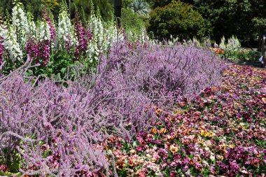 Güzel mor deniz lavantası bitkisel bir bitkidir. Fare kuyruğu stajı olarak da bilinir..