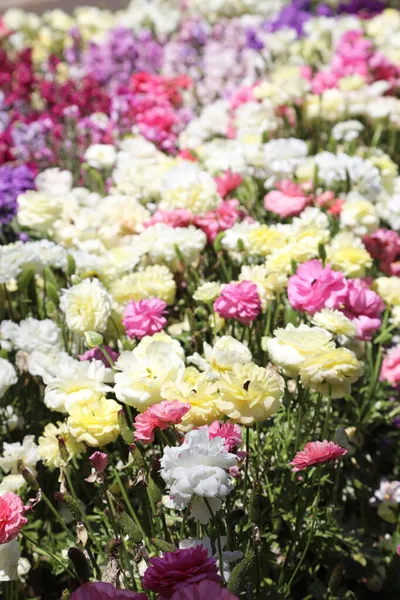 Hermosas Flores Ranunculi Color Amarillo Brillante Rojo Rosa Blanco Entorno — Foto de Stock