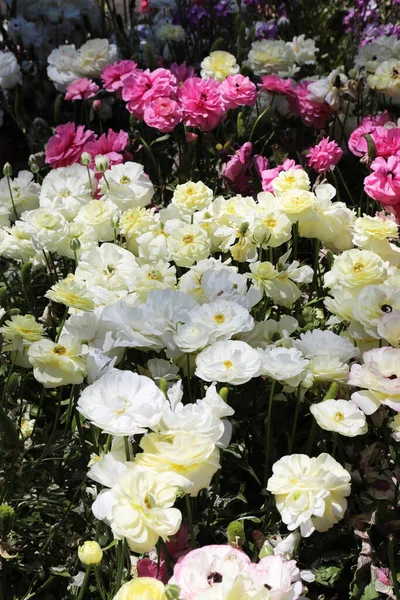 Hermosas Flores Ranunculi Color Amarillo Brillante Rojo Rosa Blanco Entorno — Foto de Stock