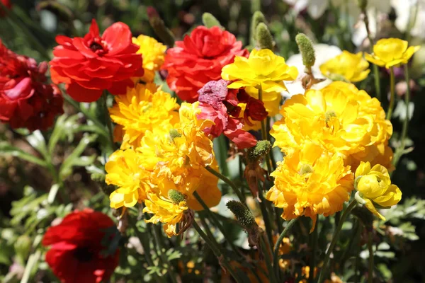 Hermosas Flores Ranunculi Color Amarillo Brillante Rojo Rosa Blanco Entorno — Foto de Stock