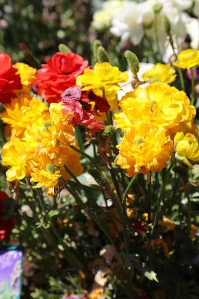 Piękne Jaskrawo Żółte Czerwone Różowe Białe Kwiaty Ranunculi Ogrodzie — Zdjęcie stockowe