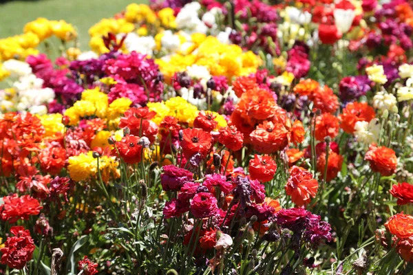 Hermosas Flores Ranunculi Color Amarillo Brillante Rojo Rosa Blanco Entorno — Foto de Stock