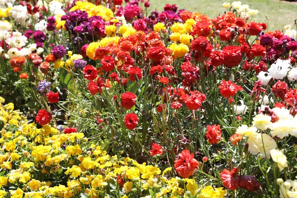 Hermosas Flores Ranunculi Color Amarillo Brillante Rojo Rosa Blanco Entorno — Foto de Stock