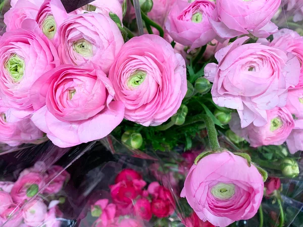 Mooie Helder Gele Rode Roze Witte Ranunculi Bloemen Een Tuin — Stockfoto