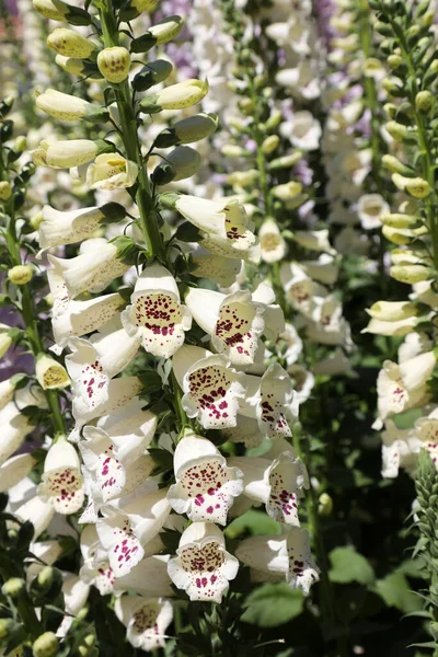 Krásné Vysoké Liščí Rukavice Květiny Zahradě Nastavení Queensland Austrálie Obklopen — Stock fotografie