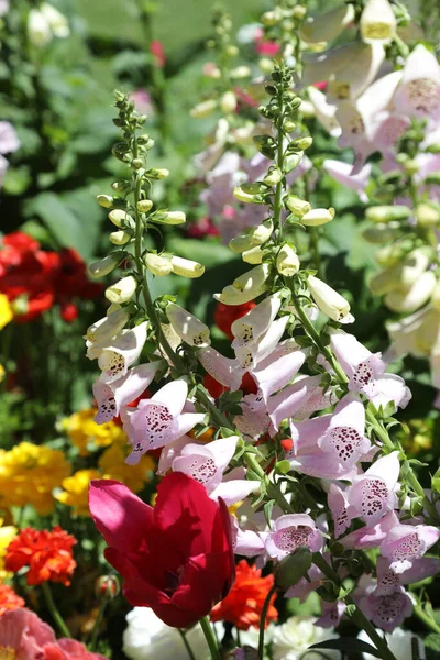 Hermosas Flores Guante Zorro Alto Jardín Queensland Australia Rodeado Flores — Foto de Stock