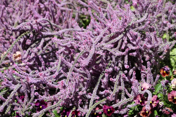 美丽的紫海薰衣草是一种多年生草本植物 也被称为鼠尾草 — 图库照片