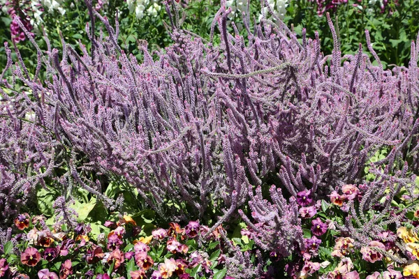 Bela Lavanda Roxa Mar Uma Planta Herbácea Perene Também Conhecida — Fotografia de Stock