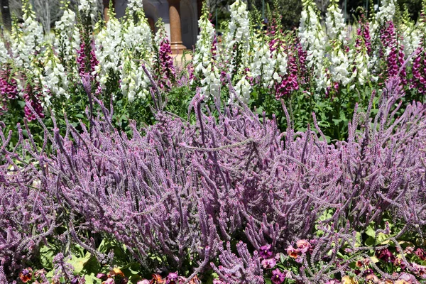 Hermosa Lavanda Mar Púrpura Una Planta Herbácea Perenne También Conocida — Foto de Stock