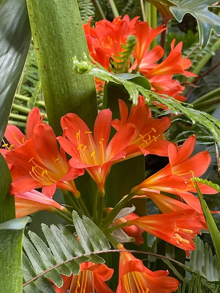 Hermosas Flores Naranjas Clivia Rodeadas Plantas Tropicales Verdes Entorno Jardín —  Fotos de Stock