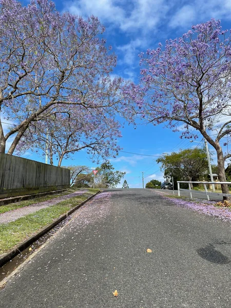 Belas Árvores Jacandra Tamanhos Variados Localizadas Brisbane Queensland Austrália Início — Fotografia de Stock