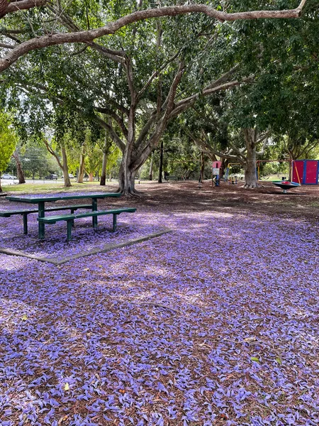 Krásné Jacandra Stromy Různých Velikostí Nachází Brisbane Queensland Austrálie Začátku — Stock fotografie