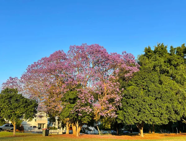 Krásné Jacandra Stromy Různých Velikostí Nachází Brisbane Queensland Austrálie Začátku — Stock fotografie