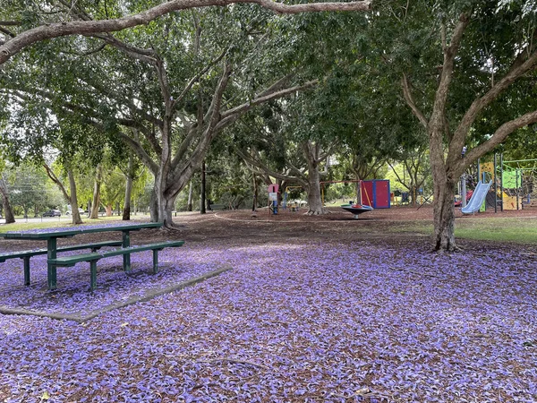 Hermosos Árboles Jacandra Diferentes Tamaños Ubicados Brisbane Queensland Australia Principios — Foto de Stock