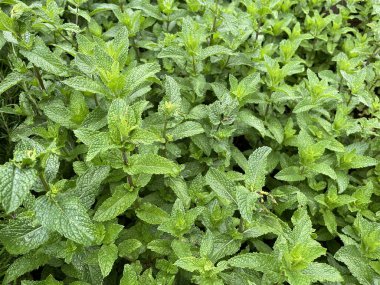 Bahçe ortamında yetişen sağlıklı nane bitkilerinin yakınlaşması