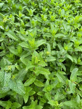 Bahçe ortamında yetişen sağlıklı nane bitkilerinin yakınlaşması