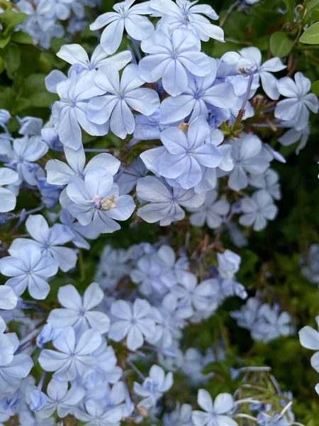 Hermosas Delicadas Flores Plumbago Púrpura Una Gran Planta Que Crece — Foto de Stock