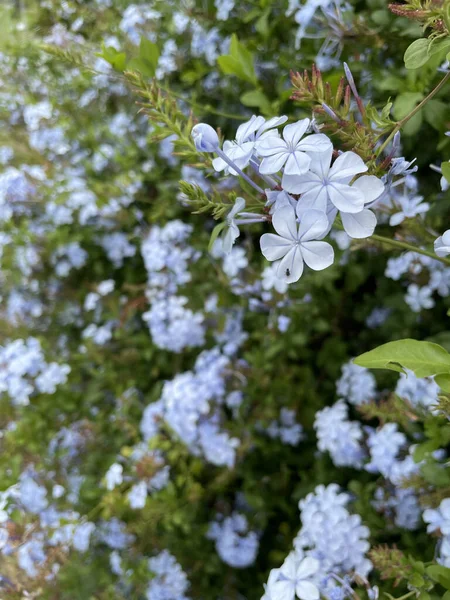 Mooie Delicate Paarse Plumbago Bloemen Een Grote Plant Groeien Als — Stockfoto