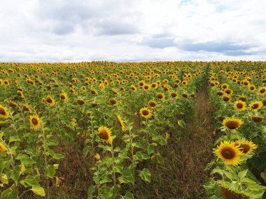 Güney Downs, Queensland, Avustralya 'da kırsal bir bölgede sarı ayçiçeği tarlası.