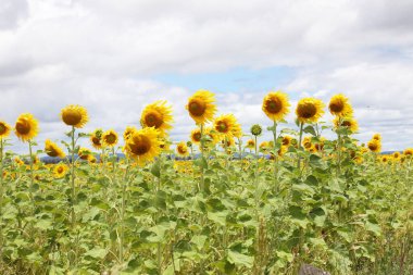 Güney Downs, Queensland, Avustralya 'da kırsal bir bölgede sarı ayçiçeği tarlası.