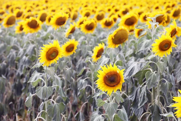 Stunning Field Yellow Sunflowers Country Rural Setting Southern Downs Queensland — 스톡 사진