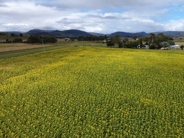 Stunning Field Yellow Sunflowers Country Rural Setting Southern Downs Queensland — ストック写真