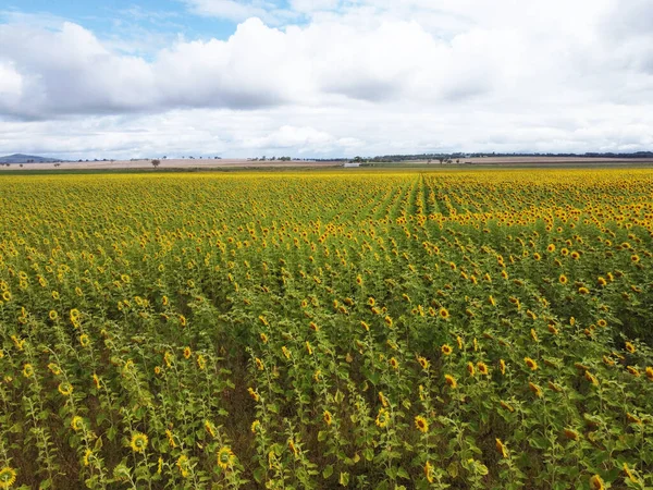 Impresionante Campo Girasoles Amarillos Entorno Rural Sur Downs Queensland Australia — Foto de Stock