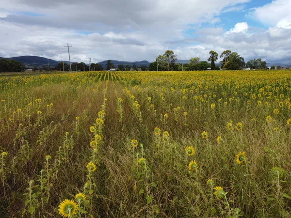Impresionante Campo Girasoles Amarillos Entorno Rural Sur Downs Queensland Australia — Foto de Stock