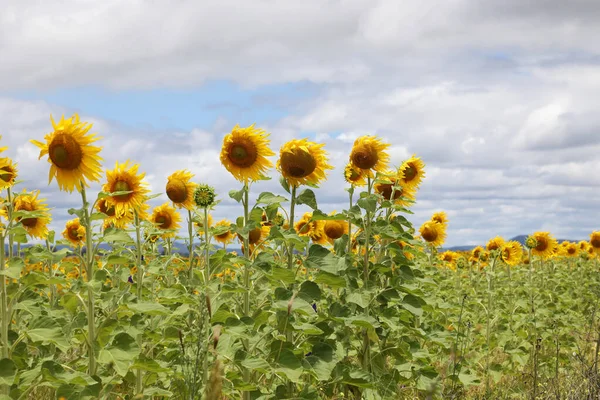 Stunning Field Yellow Sunflowers Country Rural Setting Southern Downs Queensland — Fotografia de Stock