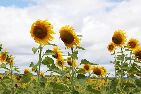 Stunning Field Yellow Sunflowers Country Rural Setting Southern Downs Queensland — Stok fotoğraf