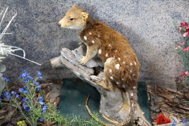 Quoll tahta kütüğün üzerinde duruyor. Quolls Avustralya ve Yeni Gine 'ye özgü etobur keseli hayvanlardır. Genellikle gececidirler ve günün çoğunu bir mağarada geçirirler..
